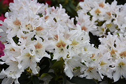 Cunningham's White Rhododendron (Rhododendron 'Cunningham's White') at Stonegate Gardens