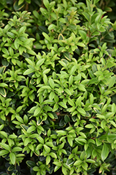 Grace Hendrick Phillips Boxwood (Buxus microphylla 'Grace Hendrick Phillips') at Stonegate Gardens
