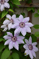 Nelly Moser Clematis (Clematis 'Nelly Moser') at Stonegate Gardens