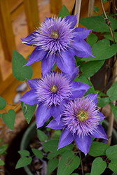 Multi Blue Clematis (Clematis 'Multi Blue') at Stonegate Gardens