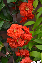 Double Take Orange Flowering Quince (Chaenomeles speciosa 'Orange Storm') at Stonegate Gardens
