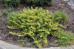 All Gold Shore Juniper (Juniperus conferta 'All Gold') at Lakeshore Garden Centres