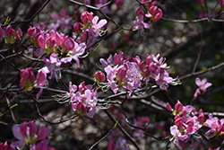 Pinkshell Azalea (Rhododendron vaseyi) at Stonegate Gardens