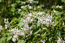 Frederick Law Olmsted Lilac (Syringa vulgaris 'Frederick Law Olmsted') at Stonegate Gardens