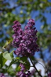 Royal Purple Lilac (Syringa x hyacinthiflora 'Royal Purple') at Stonegate Gardens