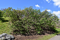 Excel Lilac (Syringa x hyacinthiflora 'Excel') at Stonegate Gardens
