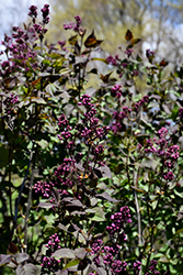 Night Lilac (Syringa vulgaris 'Night') at Stonegate Gardens