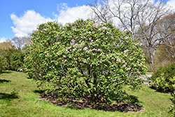Necker Lilac (Syringa x hyacinthiflora 'Necker') at Stonegate Gardens