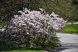 Royal Azalea (Rhododendron schlippenbachii) at Stonegate Gardens