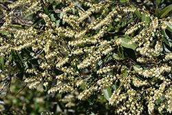 Mountain Pieris (Pieris floribunda) at Stonegate Gardens