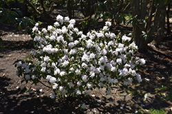 Molly Fordham Rhododendron (Rhododendron 'Molly Fordham') at Stonegate Gardens