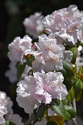Molly Fordham Rhododendron (Rhododendron 'Molly Fordham') at Stonegate Gardens