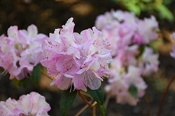 Caronella Rhododendron (Rhododendron 'Caronella') at Stonegate Gardens