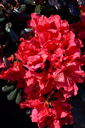 Johanna Azalea (Rhododendron 'Johanna') at Stonegate Gardens