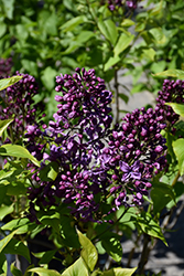 Purple Glory Lilac (Syringa x hyacinthiflora 'Purple Glory') at Stonegate Gardens