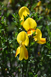 Madame Butterfly Scotch Broom (Cytisus scoparius 'Madame Butterfly') at Stonegate Gardens