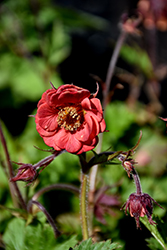Flames of Passion Avens (Geum 'Flames of Passion') at Stonegate Gardens