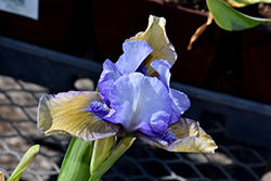 Blueberry Tart Iris (Iris 'Blueberry Tart') at A Very Successful Garden Center