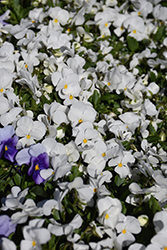 Sorbet White Pansy (Viola 'Sorbet White') at Stonegate Gardens