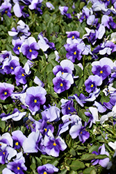 Sorbet Violet Beacon Pansy (Viola 'Sorbet Violet Beacon') at Stonegate Gardens