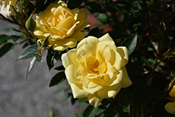 Yellow Sunblaze Rose (Rosa 'Meiskaille') at Stonegate Gardens