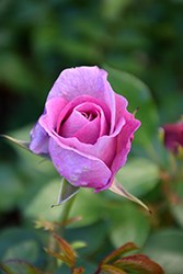 Violet's Pride Rose (Rosa 'WEKwibysicpep') at Stonegate Gardens