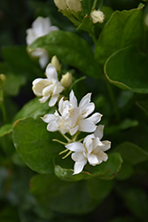 Belle Of India Jasmine (Jasminum sambac 'Belle Of India') at Stonegate Gardens