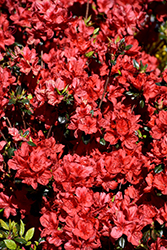 Stewartstonian Azalea (Rhododendron 'Stewartstonian') at Stonegate Gardens