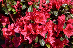 Bixby Azalea (Rhododendron 'Bixby') at Stonegate Gardens