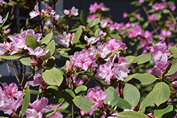 Weston's Crescendo Rhododendron (Rhododendron 'Weston's Crescendo') at Stonegate Gardens