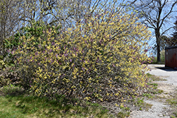 Spring Rainbow Lilac (Syringa vulgaris 'Weston's Rainbow') at Stonegate Gardens