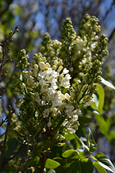 Rochester Lilac (Syringa vulgaris 'Rochester') at Stonegate Gardens
