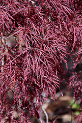 Red Filigree Lace Japanese Maple (Acer palmatum 'Red Filigree Lace') at Stonegate Gardens