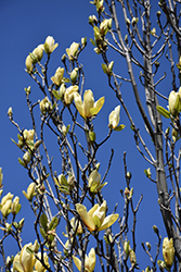 Sunspire Magnolia (Magnolia 'Sunspire') at Stonegate Gardens