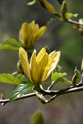 Ultimate Yellow Magnolia (Magnolia 'Ultimate Yellow') at Stonegate Gardens
