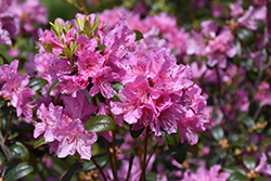 Little Olga Rhododendron (Rhododendron 'Little Olga') at Stonegate Gardens
