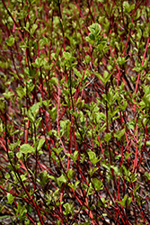 Westonbirt Dogwood (Cornus alba 'Westonbirt') at Lakeshore Garden Centres