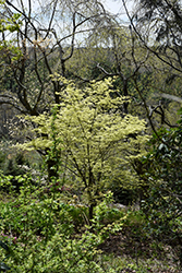 Shigitatsu Sawa Japanese Maple (Acer palmatum 'Shigitatsu Sawa') at Stonegate Gardens