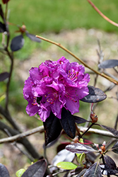 Thunder Rhododendron (Rhododendron 'Thunder') at Stonegate Gardens