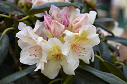 Arctic Gold Rhododendron (Rhododendron 'Arctic Gold') at Stonegate Gardens