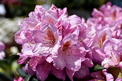 Lavender Princess Rhododendron (Rhododendron 'Lavender Princess') at Stonegate Gardens