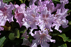 Pohjola's Daughter Rhododendron (Rhododendron 'Pohjola's Daughter') at Stonegate Gardens