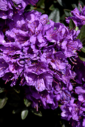 Purple Gem Rhododendron (Rhododendron 'Purple Gem') at Stonegate Gardens