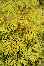 Lemony Lace Elder (Sambucus racemosa 'SMNSRD4') at Lakeshore Garden Centres
