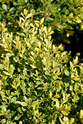 Tide Hill Boxwood (Buxus microphylla 'Tide Hill') at Stonegate Gardens