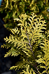 Goldilots Falsecypress (Chamaecyparis pisifera 'Goldilots') at Stonegate Gardens