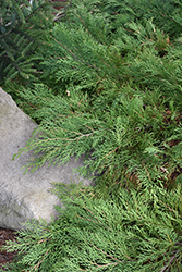 Celtic Pride Siberian Cypress (Microbiota decussata 'Prides') at Stonegate Gardens
