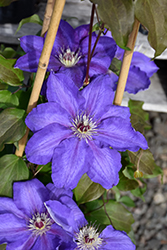Vancouver Danielle Clematis (Clematis 'Vancouver Danielle') at Stonegate Gardens