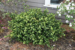 Green Beauty Boxwood (Buxus 'Green Beauty') at Lakeshore Garden Centres