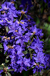 Blue Baron Rhododendron (Rhododendron 'Blue Baron') at Stonegate Gardens